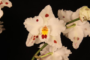 Oncidium Frechdachs San Diego AM 83 pts